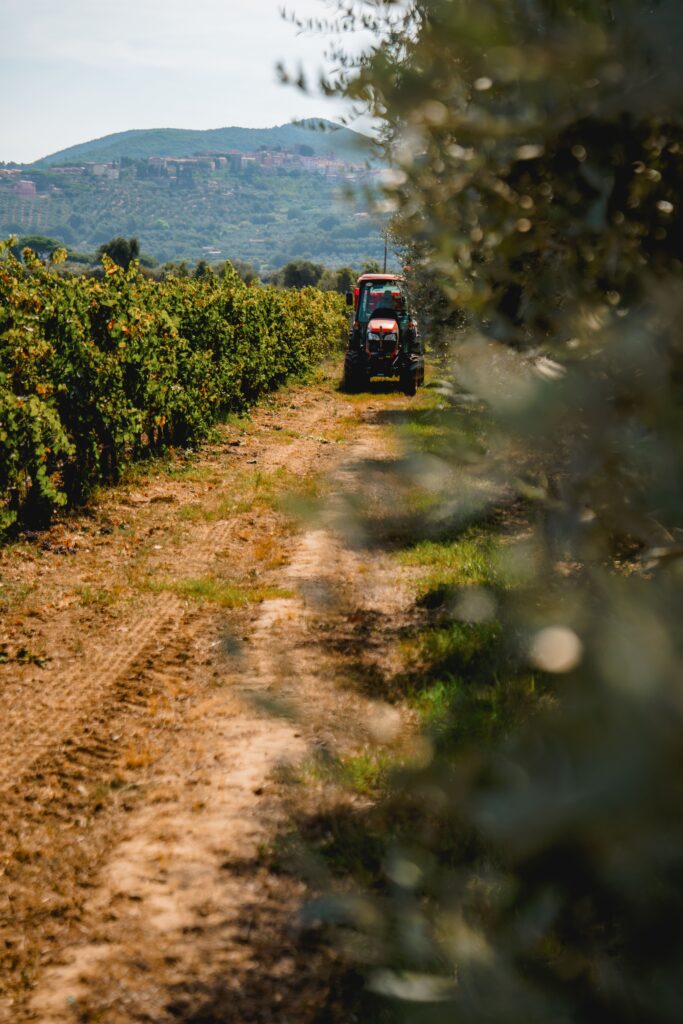 Vendemmia 2024 agriturismo Bolgheri Terre dei Ghelfi in Toscana: trattore impiegato nella vendemmia in secondo piano. In primo piano albero che copre la prima metà frontale dell'immagine. Sullo sfondo a sinistra altri vigneti e colle sullo sfondo