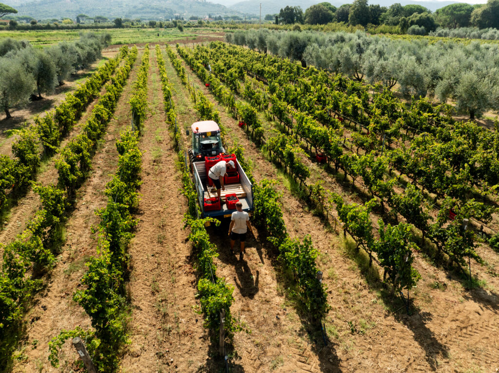 Vendemmia 2024 agriturismo bolgheri Terre dei Ghelfi: ripresa aerea sul campo, al centro trattore impiegato nella vendemmia con a carico dei lavoratori. Sullo sfondo colli verdi