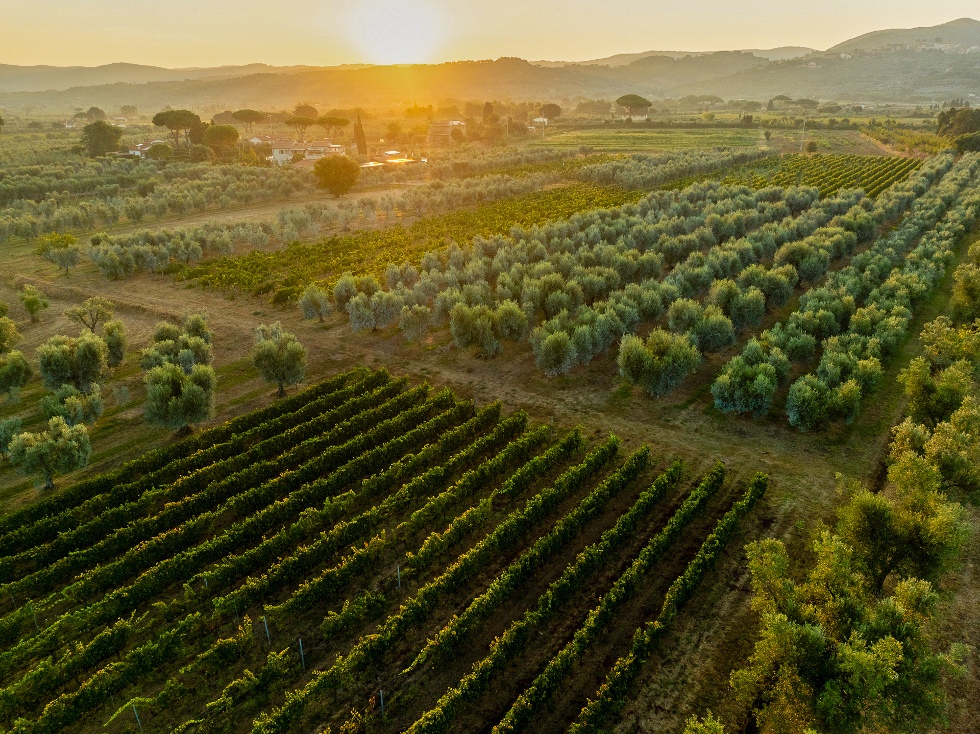Vigneti e Oliveti di terre dei Ghelfi dall'alto