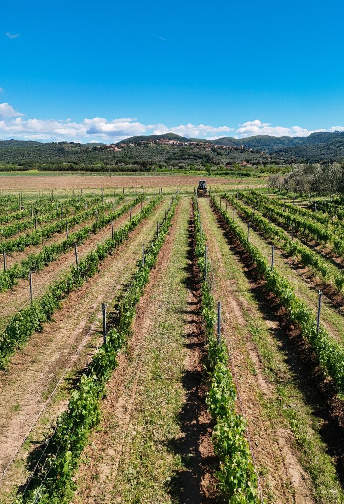 Il vigneto di Terre dei Ghelfi con castagneto sullo sfondo